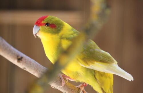 Mâle Panaché Cinnamon Jaune